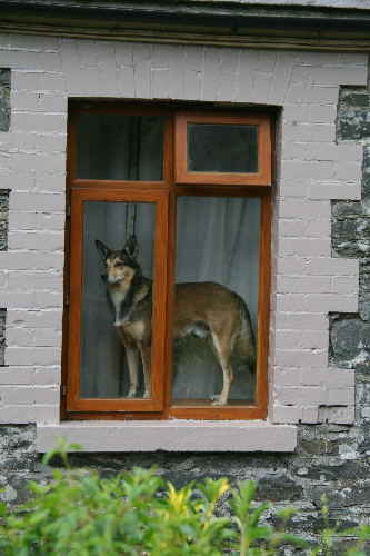 Hund im Fenster
