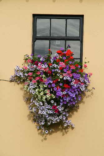 Blumenfenster Irland